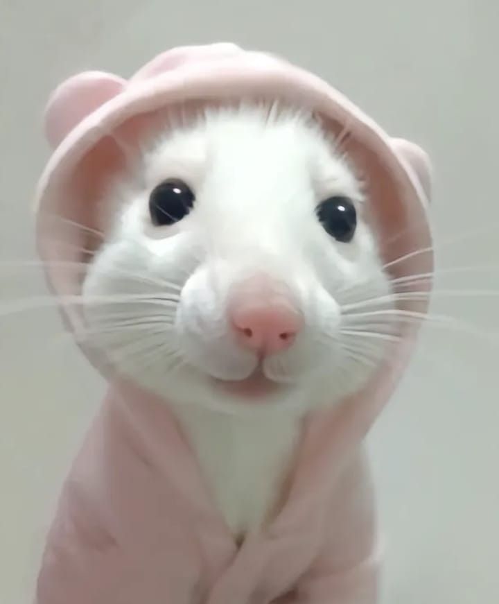 0896111ef931f5c686e24ffb39859474