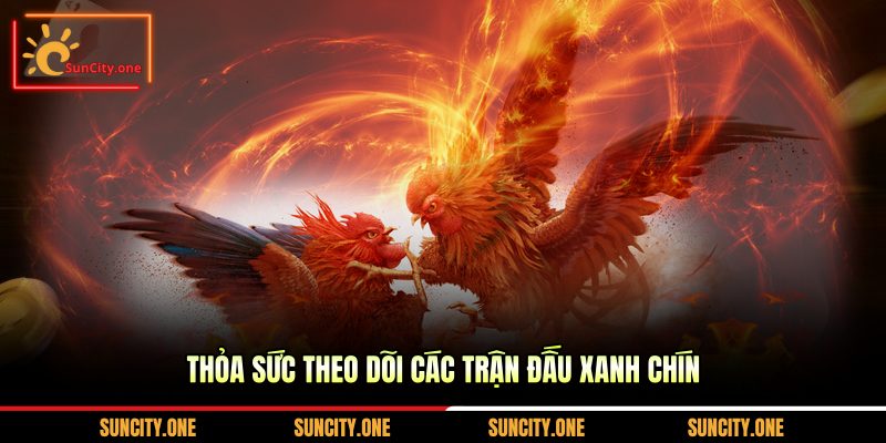 Thỏa sức theo dõi các trận đấu xanh chín
